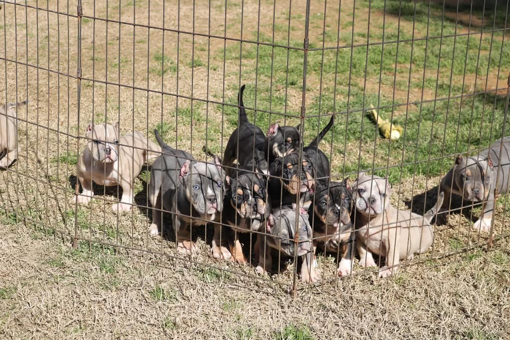 A group of pocket bully puppies getting ready to head to their home. Produced by Southeast Bully Kennels, a reputable pocket bully breeder for pocket bully puppies for sale. 