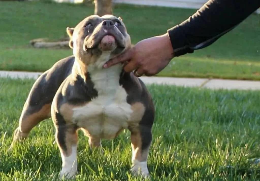 A dog is standing in the grass with its mouth open.