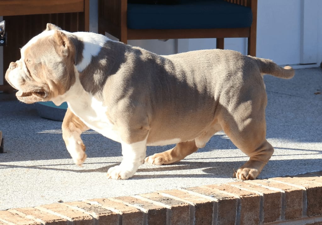 A pocket american bully walking along a brick ledge outdoors.