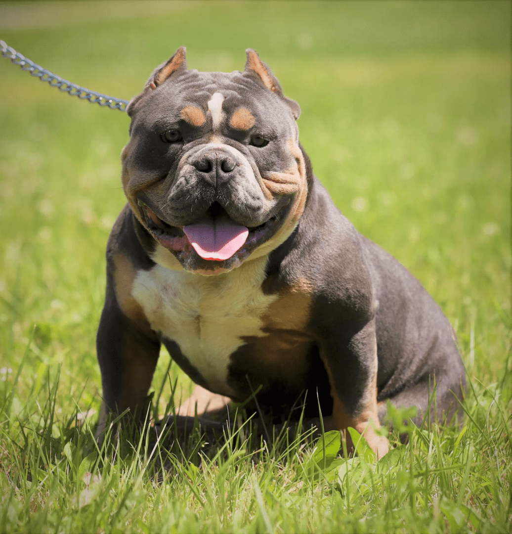 A muscular pocket bully male sitting on grass with a leash attached, looking forward with its tongue out.