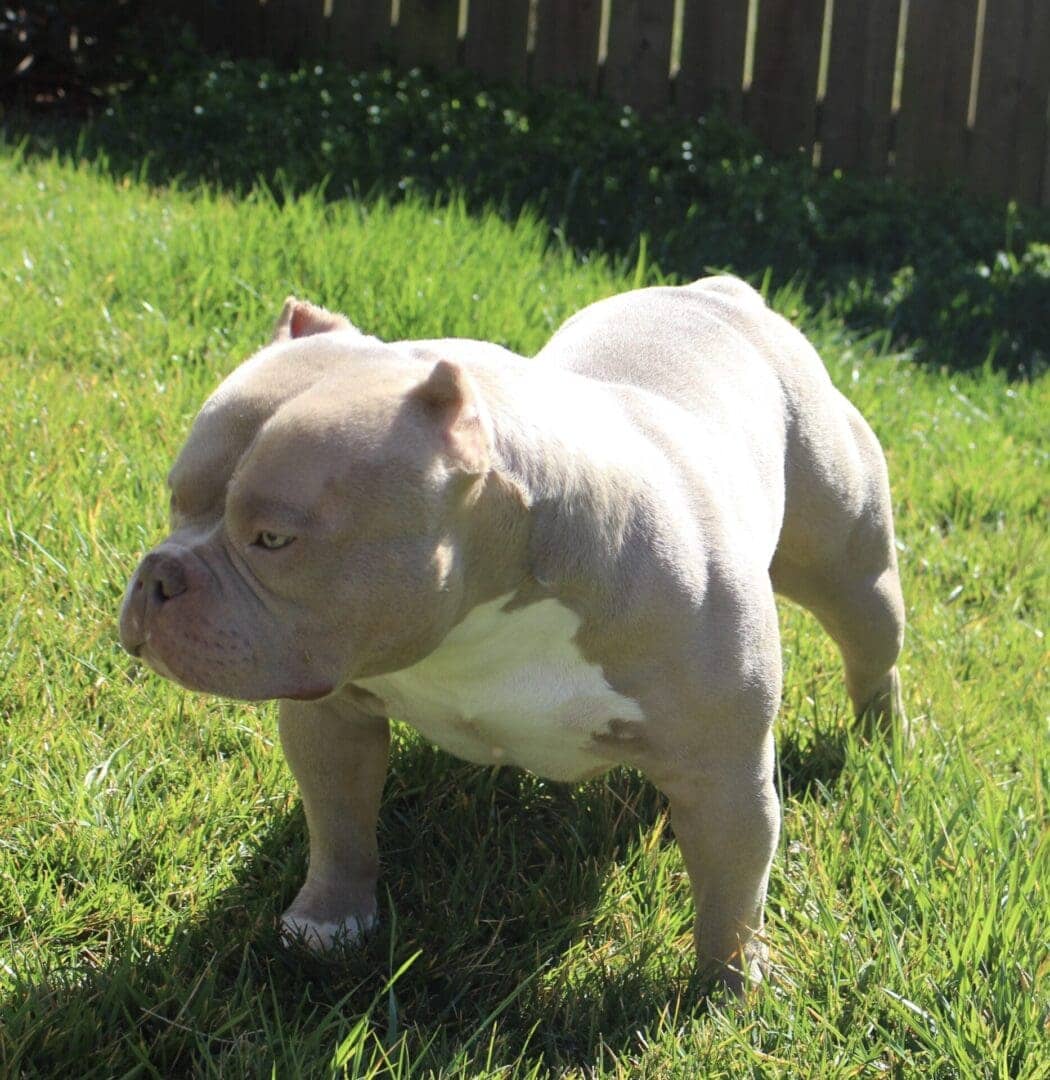 pocket bully breeder of the finest lilac bullies in the world