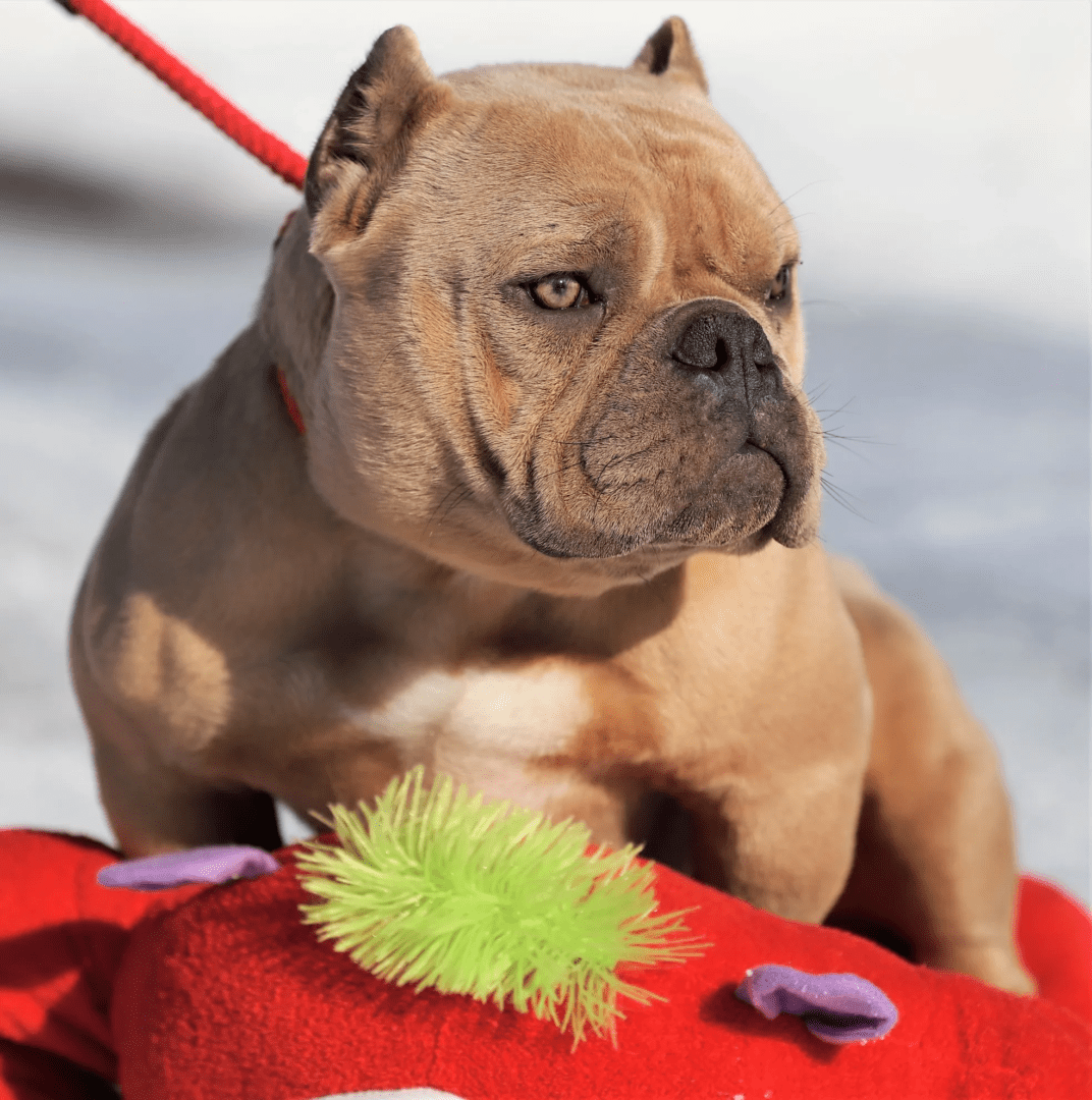 A tan micro bully with a wrinkled face sitting on a red blanket, looking to the side with a green spiky ball toy nearby.