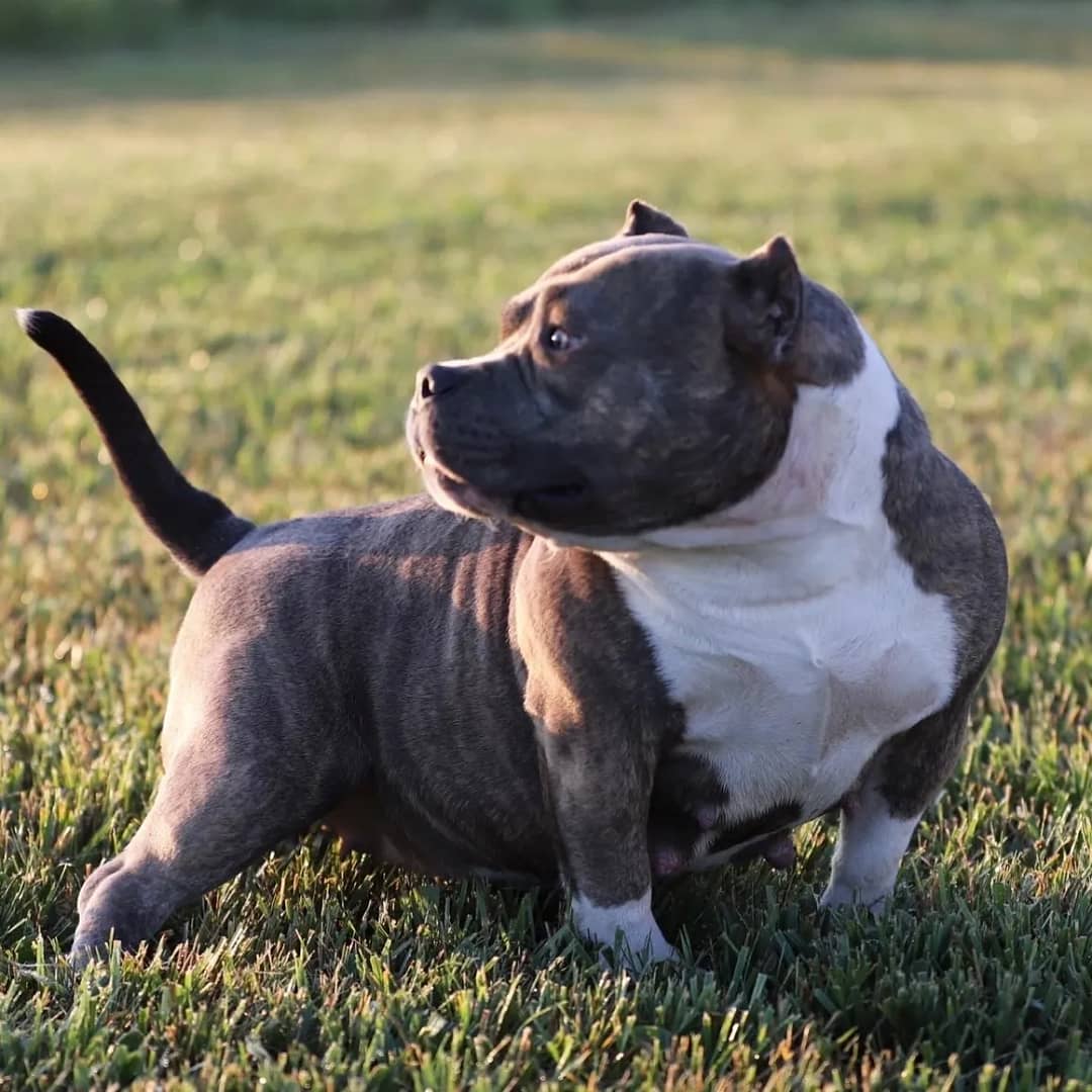 Blue brindle female micro bully from Southeast Bully Kennels, showcasing huge muscle and perfect structure. This female micro bully for sale comes from a lineage with over 25 Champion and Grand Champions produced by a top-rated and reviewed micro bully kennel.