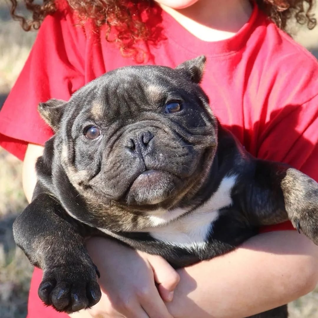 A person holding a small black and white dog.