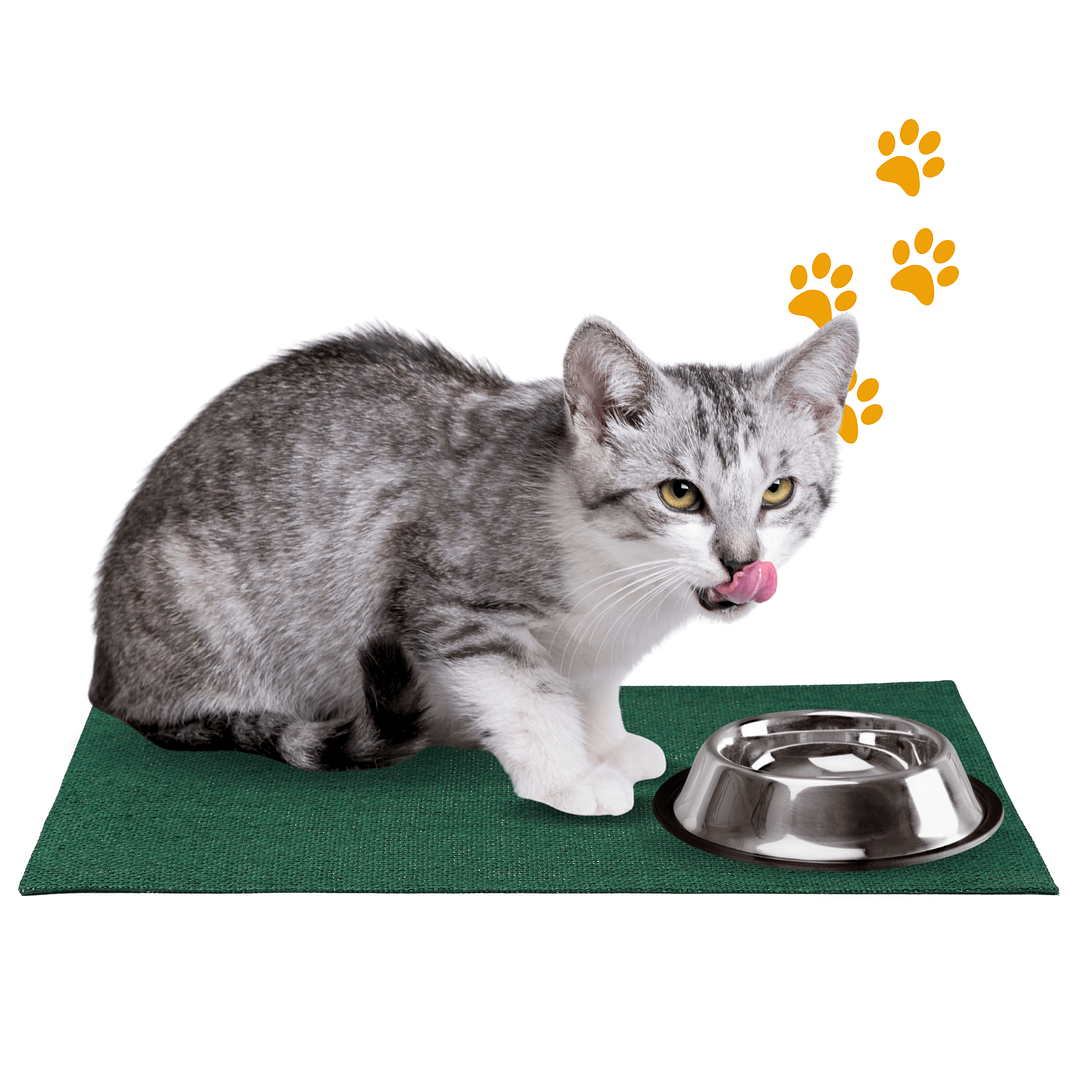 Healthy and happy cat enjoying probiotics for cats.