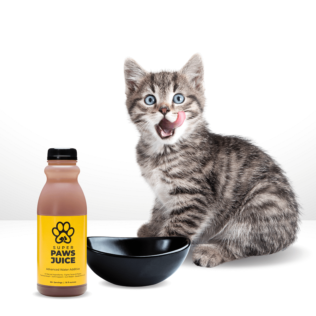 cat with her super paws juice added to water bowl