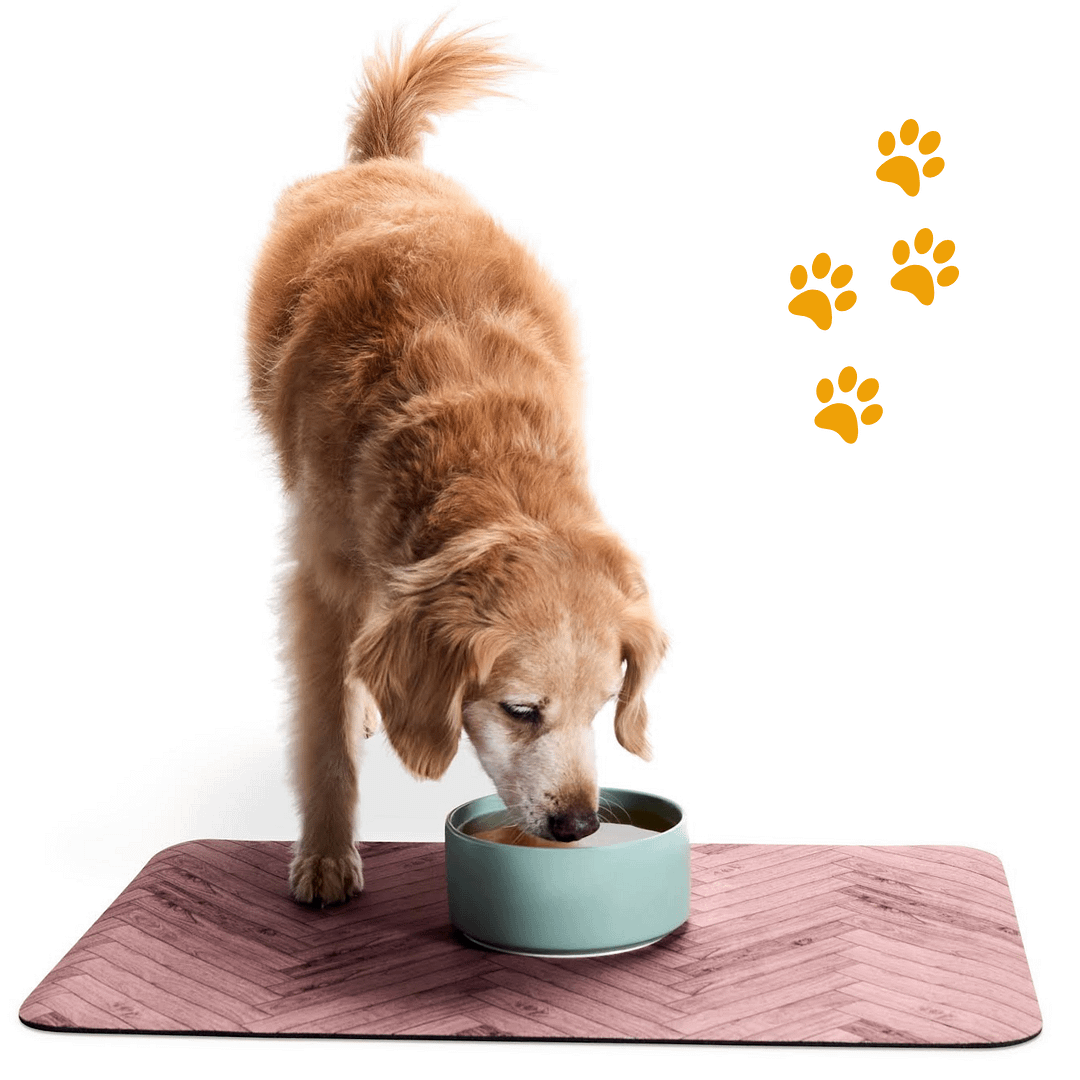 A happy dog eating probiotics for dogs