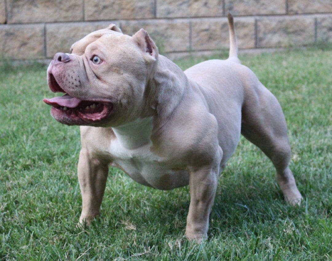 Blonde extreme pocket bully stud showing off his extreme build at southeast bully kennels