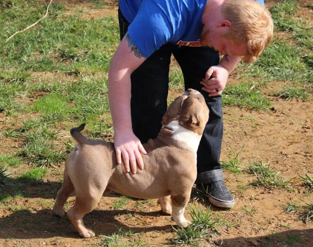 A person petting a micro bully stud on the ground. Produced by Southeast Bully Kennels