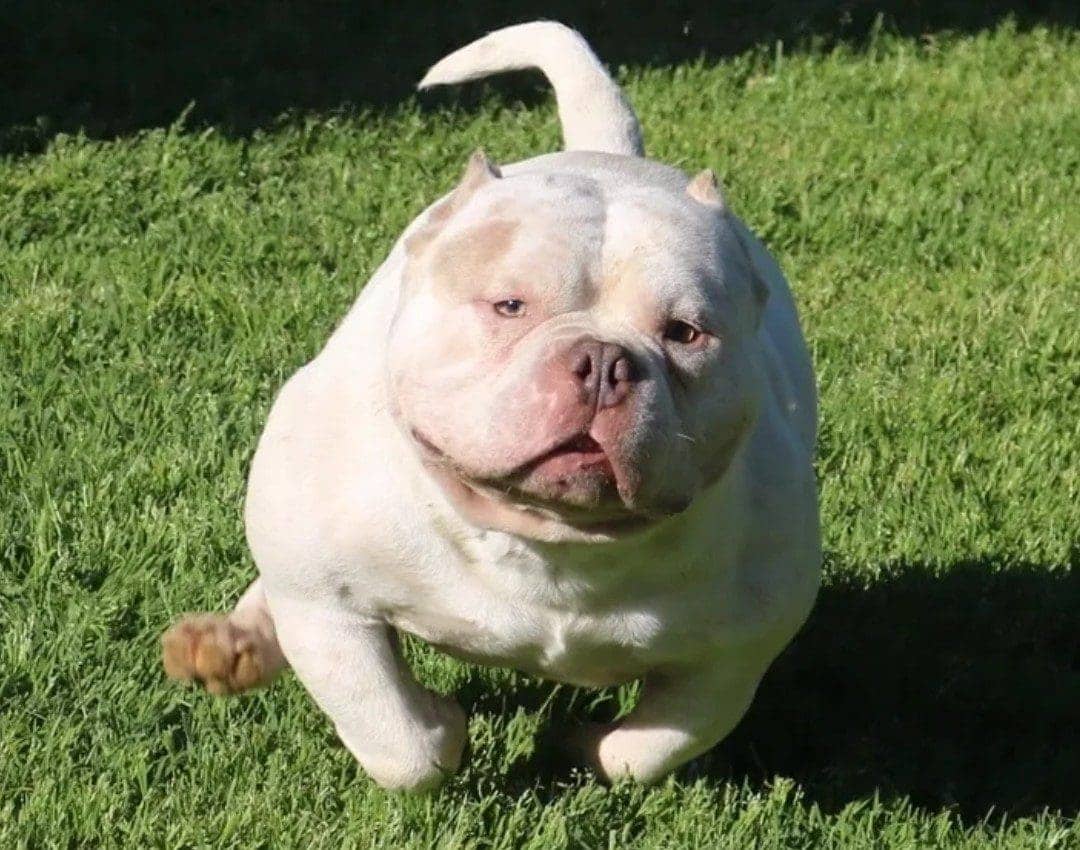 White extreme pocket bully stud produced by Southeast Bully Kennels, highlighting a top American bully stud from a top American bully breeder.