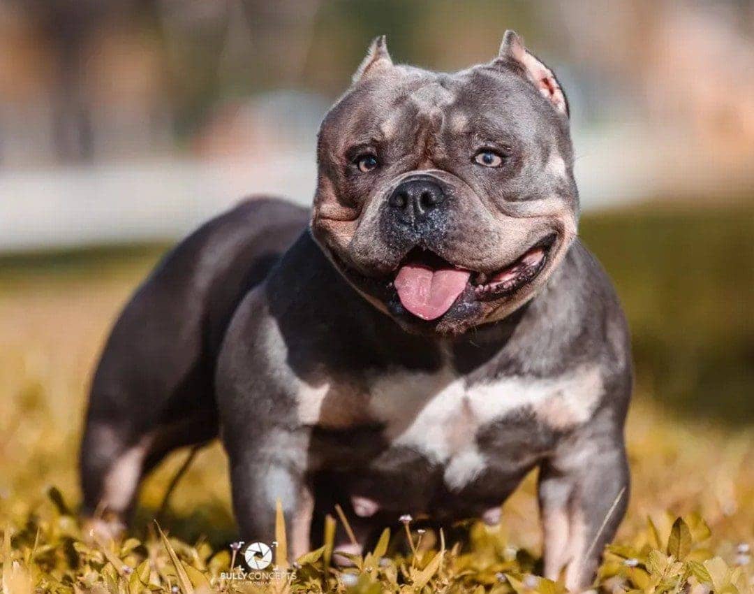 blue tri female micro bully that was producing by the champion micro bully breeder