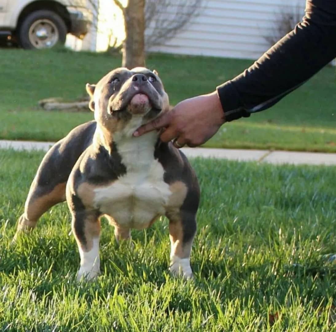 A dog is standing in the grass with its mouth open.