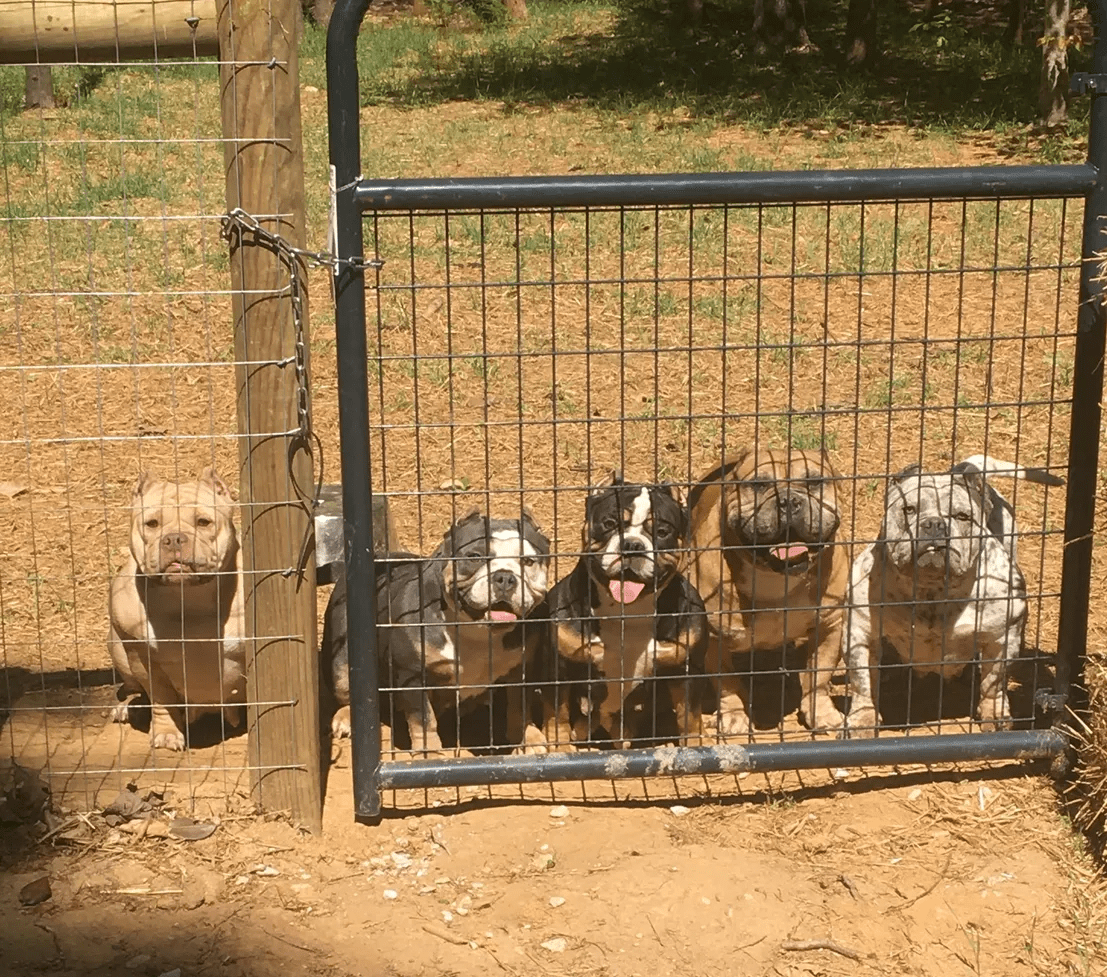 Five dogs ranging from micro bully to pocket bully, sitting behind a metal gate. All were produced by Southeast Bully Kennels