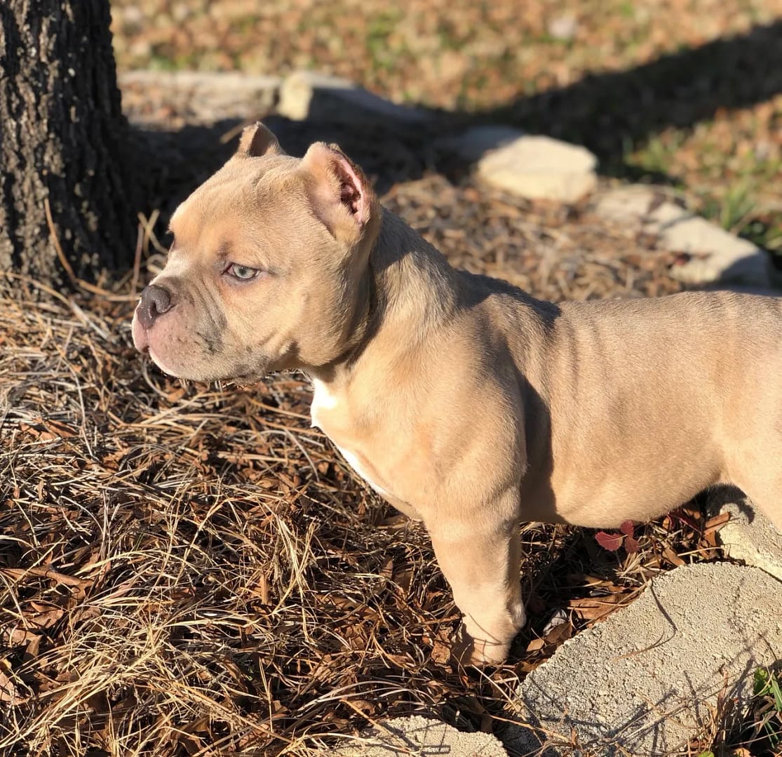 A small dog standing next to a tree.