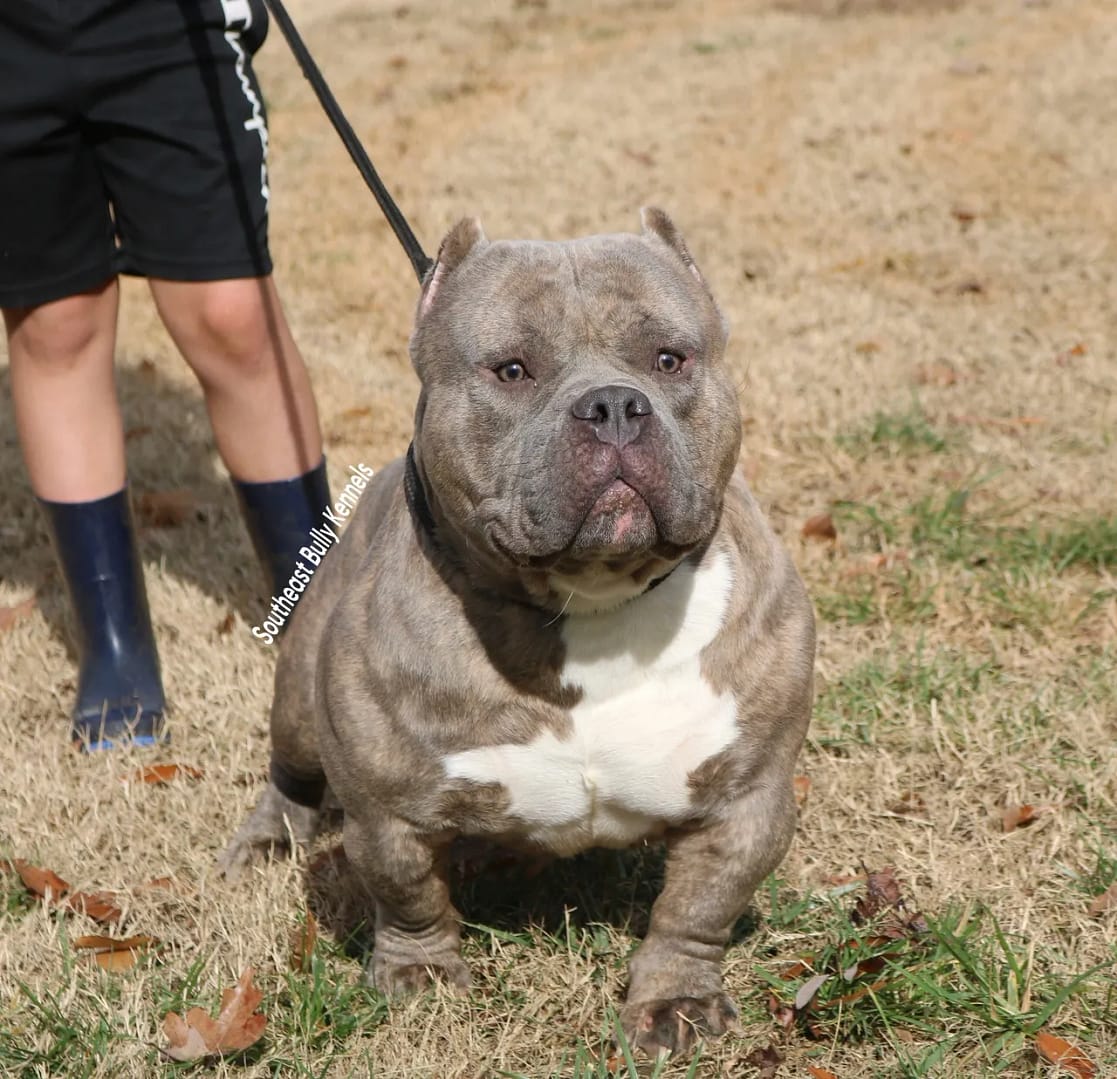 a extreme build pocket bully stud on a leash at southeast bully kennels