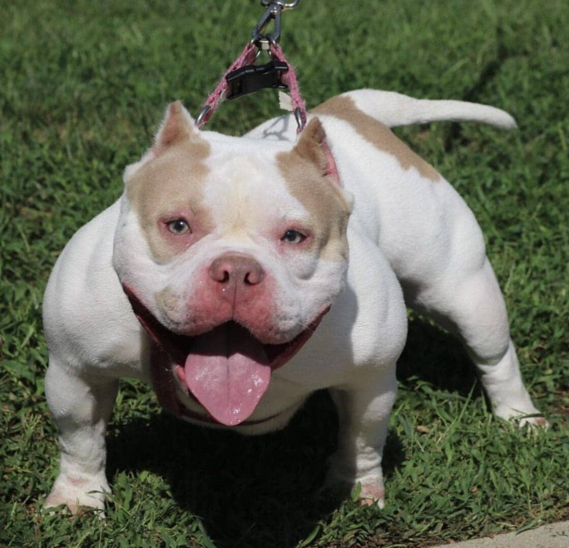 White and tan micro bully female on a leash standing on grass. She was produced by Southeast Bully Kennels