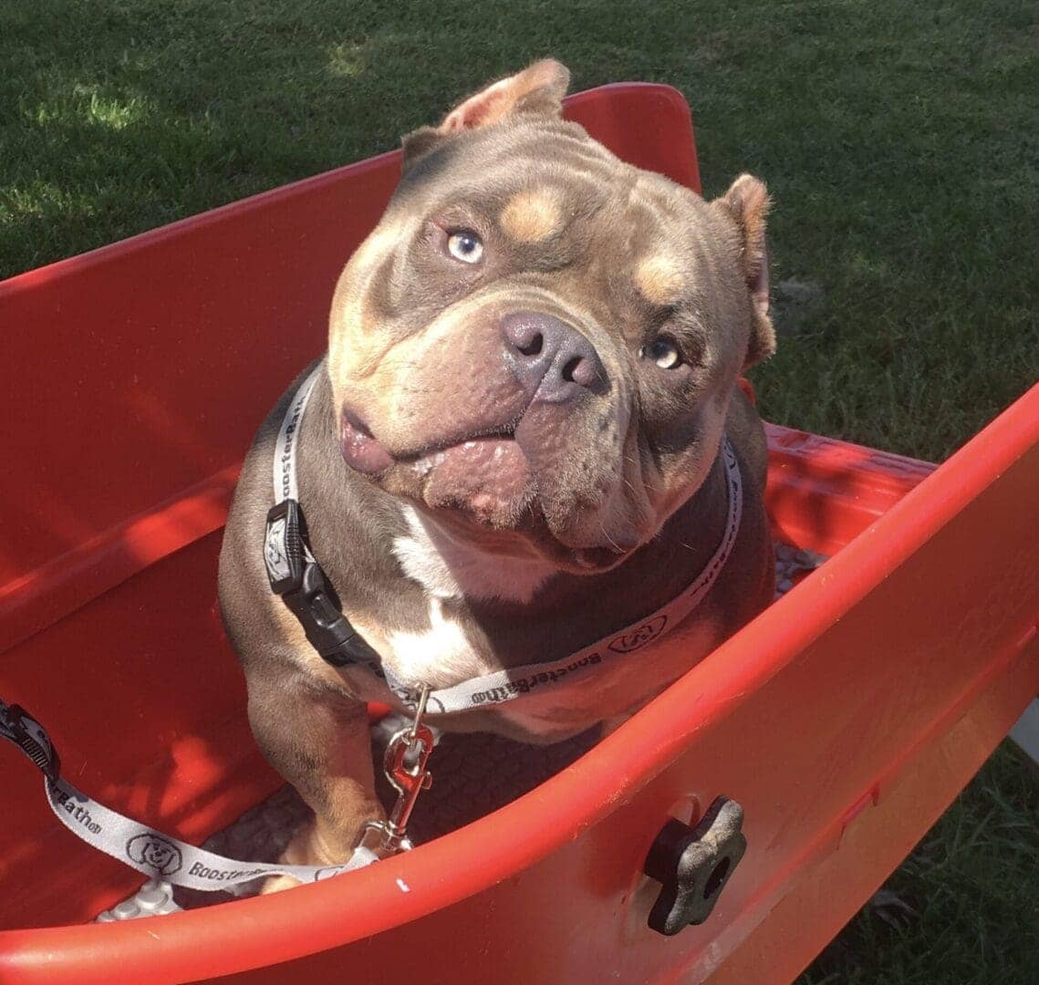 male pocket bully for sale. from a top micro bully kennel