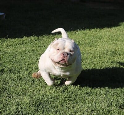 white male pocket bully running through the grass at the top pocket bully breeder's home