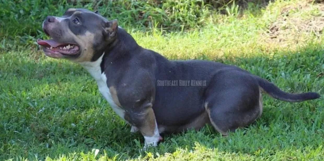 A dog is standing in the grass looking up.