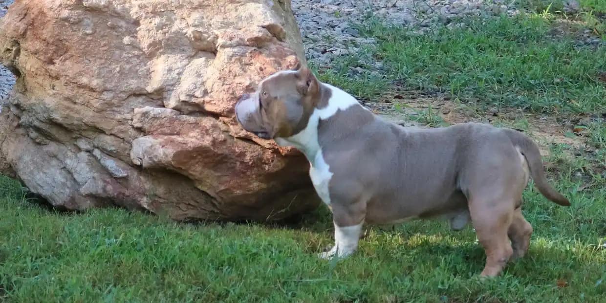 Lilac tri extreme pocket bully stud, extreme pocket bully stud, top pocket bully kennel, top pocket bully breeder, lilac tri stud, lilac tri abkc stud