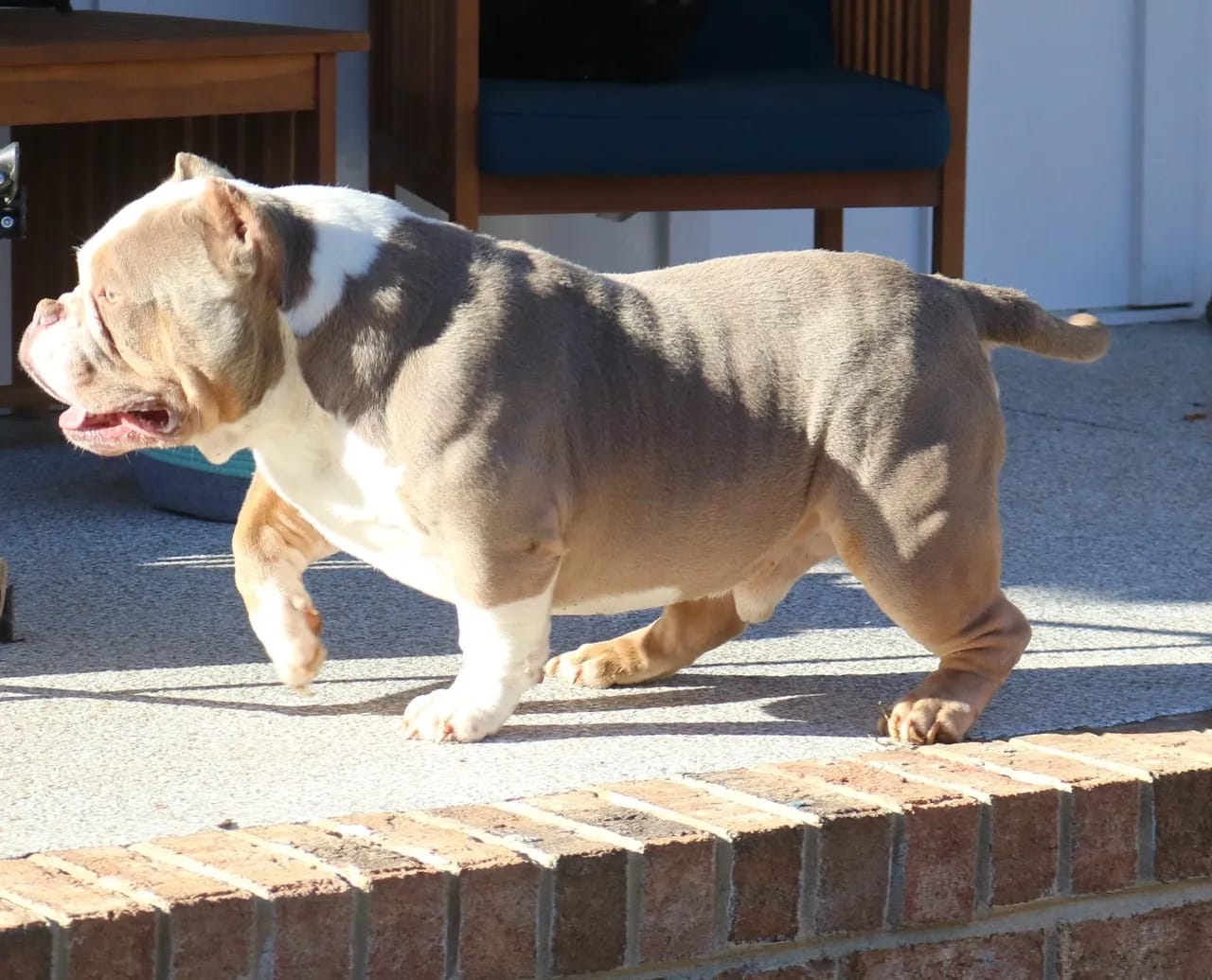 lilac tri extreme pocket bully on the front porch at southeast bully kennels