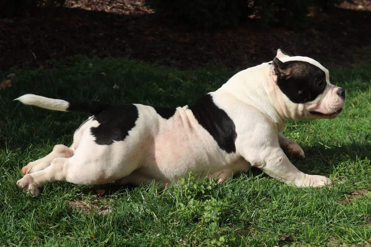 A black and white dog laying in the grass.