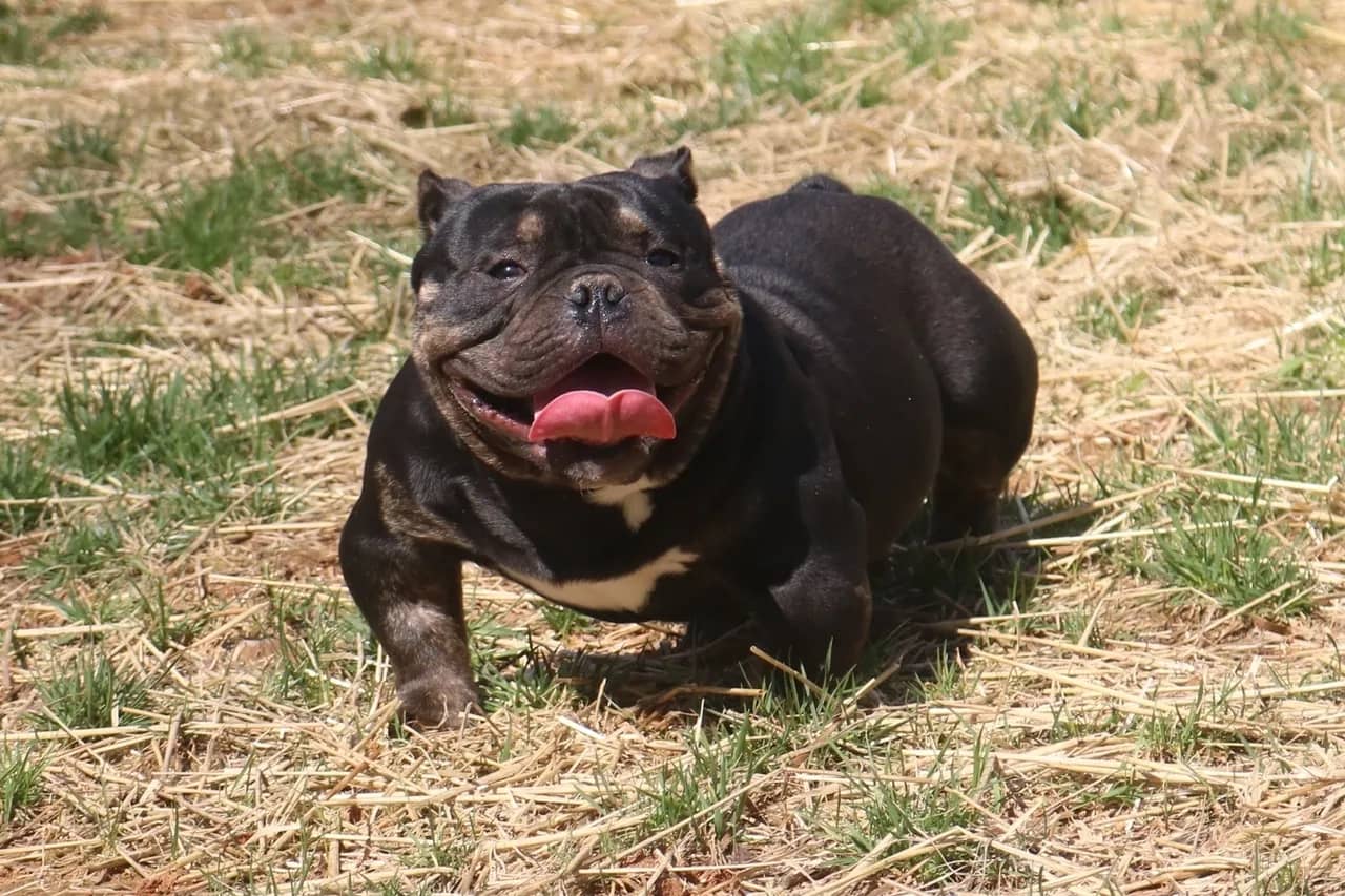 nano bully stud, miniature american bully stud, nano bully, nano american bully, abkc nano bully stud, abkc champion stud