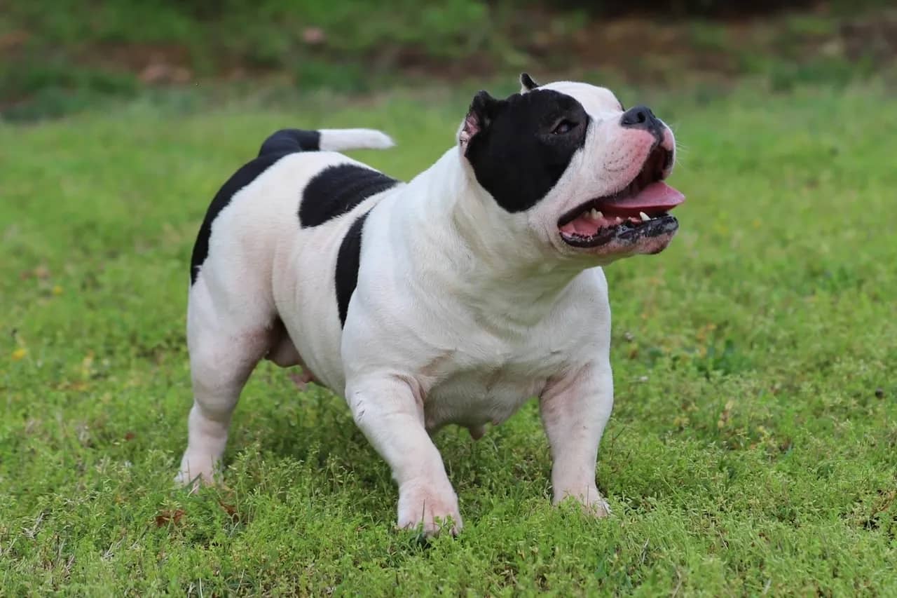 White and black female pocket bully from Southeast Bully Kennels, showcasing huge muscle and perfect structure. This pocket bully puppy and dog for sale comes from a lineage with over 25 Champion and Grand Champions produced by a top-rated and reviewed pocket bully kennel.