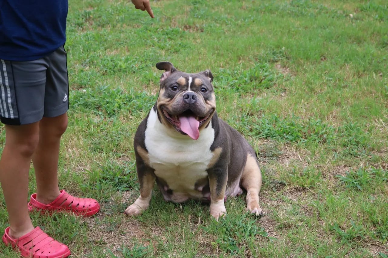 Blue tri female extreme build pocket bully from Southeast Bully Kennels, showcasing huge muscle and perfect structure. This extreme pocket bully female comes from top-rated and reviewed pocket bully breeder.