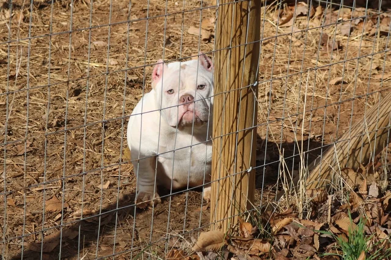 A white micro bully female is sitting behind a fence at southeast bully kennels