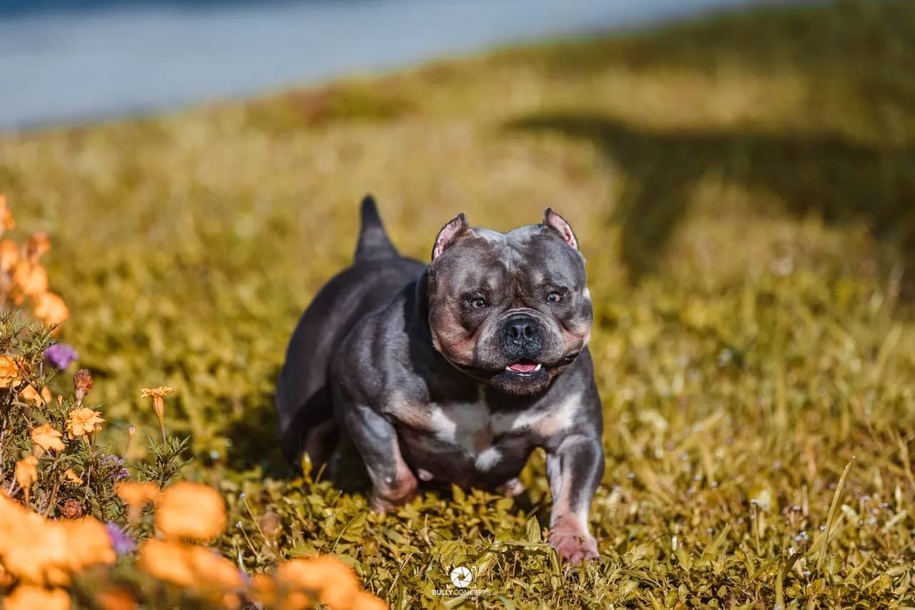 Blue tri female extreme build micro bully from Southeast Bully Kennels, featuring huge muscle and perfect structure. This micro bully puppy and dog for sale comes from a lineage with over 25 Champion and Grand Champions produced by a top micro bully breeder.