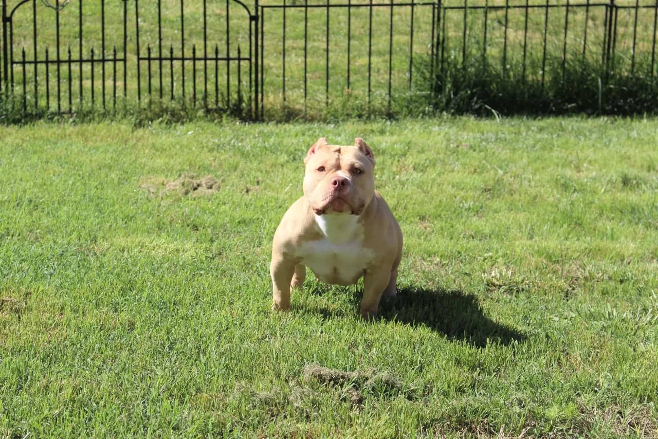 Red nose, green-eyed, blonde female pocket bully from Southeast Bully Kennels, showcasing huge muscle and perfect structure. This pocket bully puppy and dog for sale comes from a lineage with over 25 Champion and Grand Champions produced by a top-rated and reviewed pocket bully kennel.