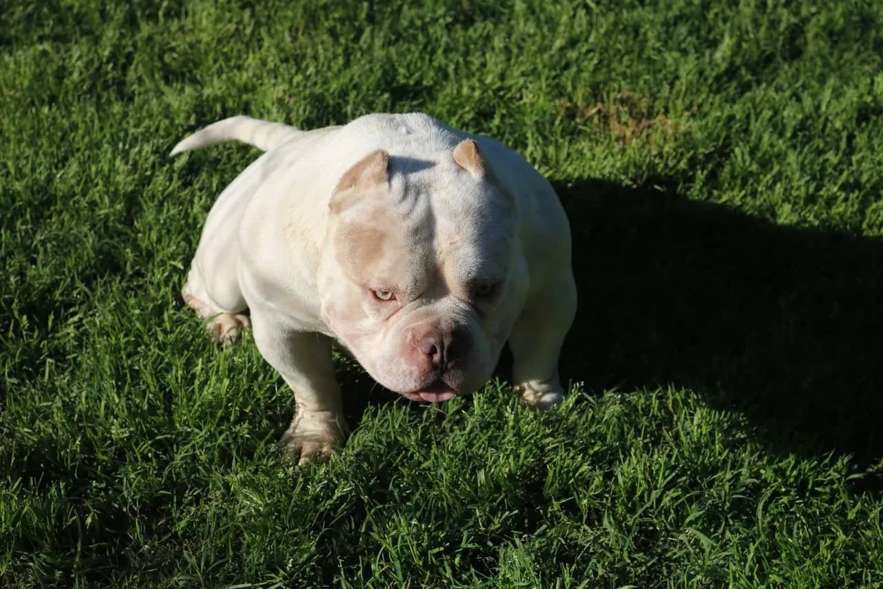 extreme micro bully, micro bully stud, pocket bully stud, abkc pocket bully stud, abkc miniature stud, top miniature bully stud, top micro bully kennel, top micro bully for sale, top micro bully puppies for sale