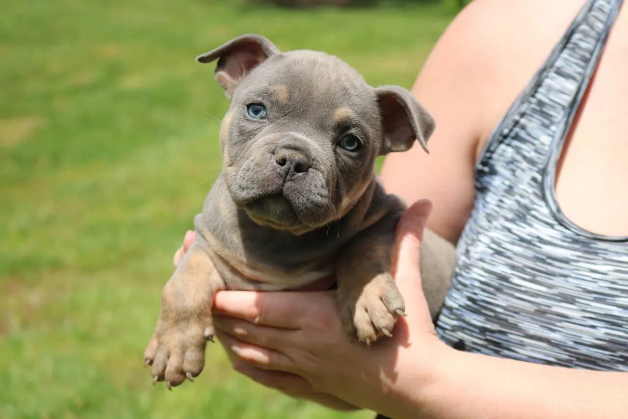 A person holding a gray puppy outdoors.