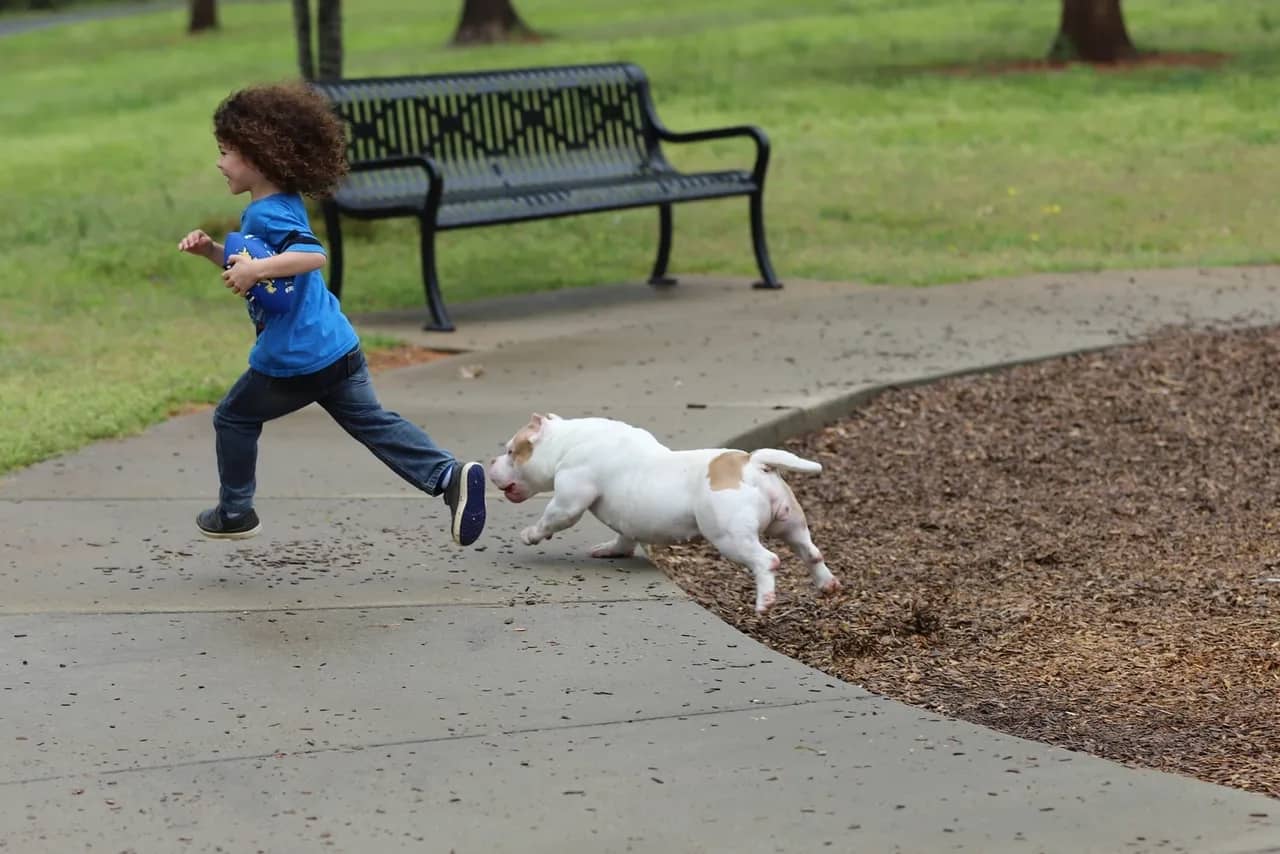 A child and a pocket bully running together on a park. showing why pocket bullies make great family pets.