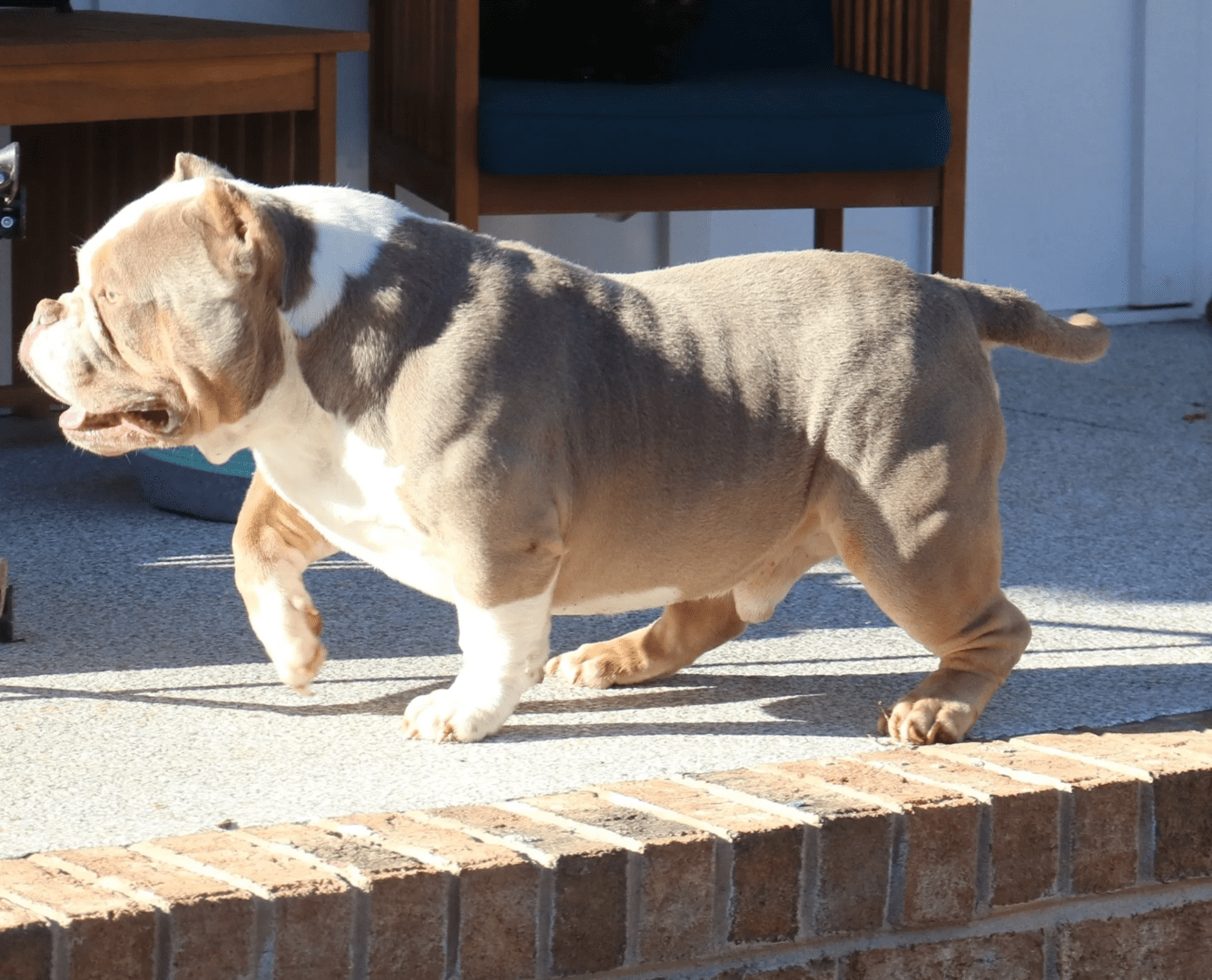 A pocket american bully walking along a brick ledge outdoors.