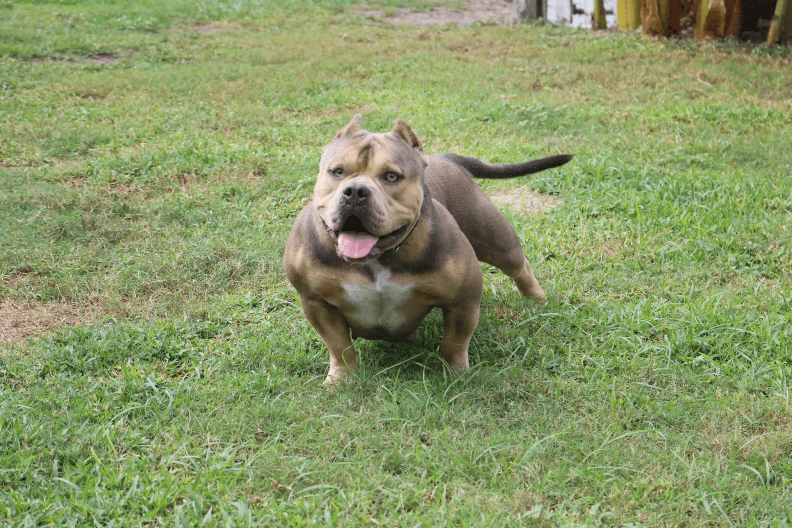 Pocket bully female standing on grass with its tongue out.