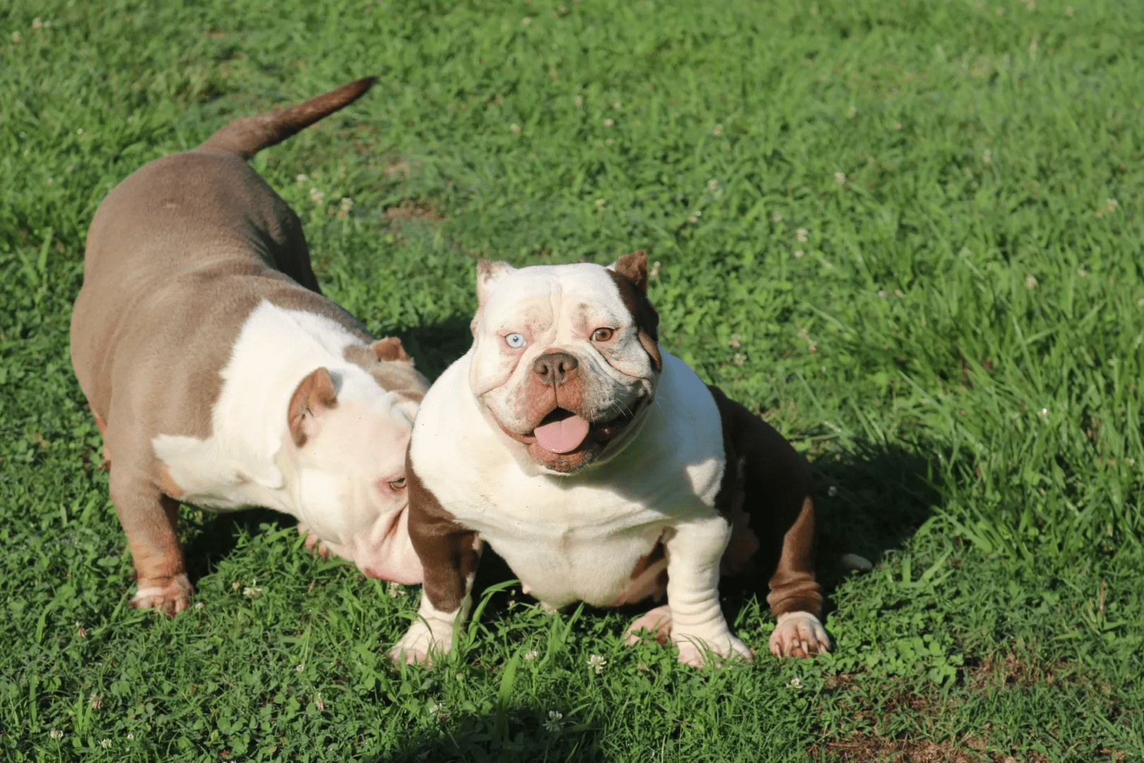 Two pocket bullies playing in a grassy field at southeast bully kennels