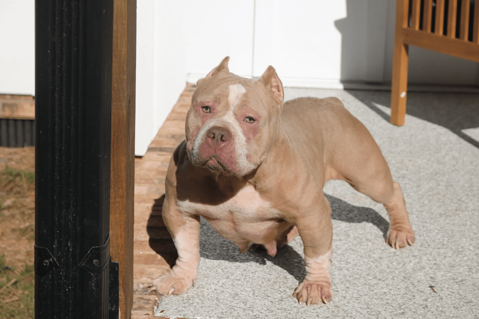 A muscular tan pit bull dog standing on a sunlit patio.