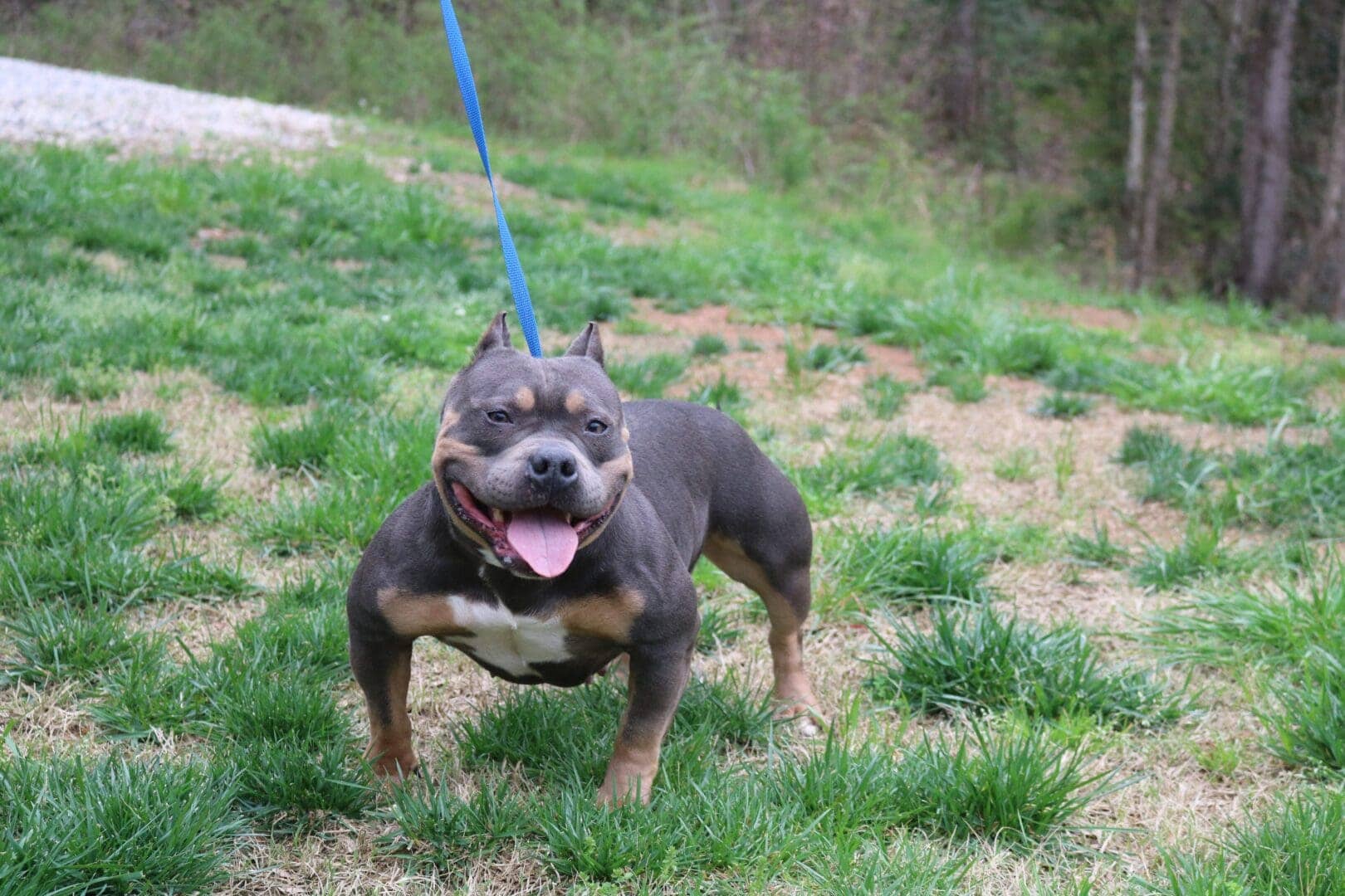 Blue tri female champion pocket bully bloodline at southeast bully kennels