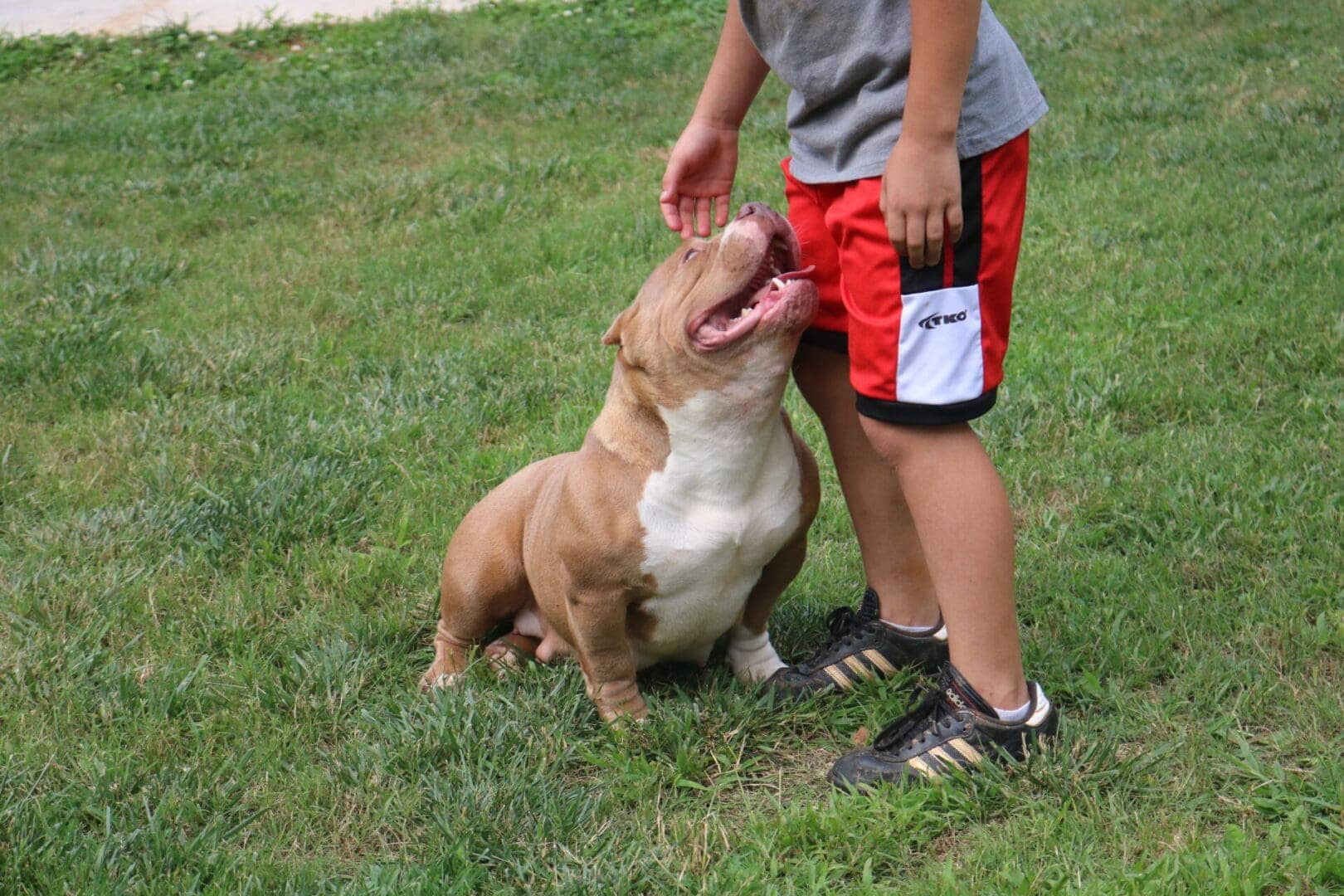 Female extreme build pocket bully from Southeast Bully Kennels, showcasing the Block bloodline. This female pocket bully for sale is part of a lineage with over 25 Champion and Grand Champions, bred by a top pocket bully breeder.