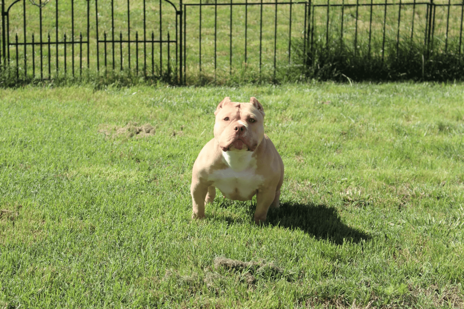 A tan and white dog standing on a sunny grass lawn with a black fence in the background.