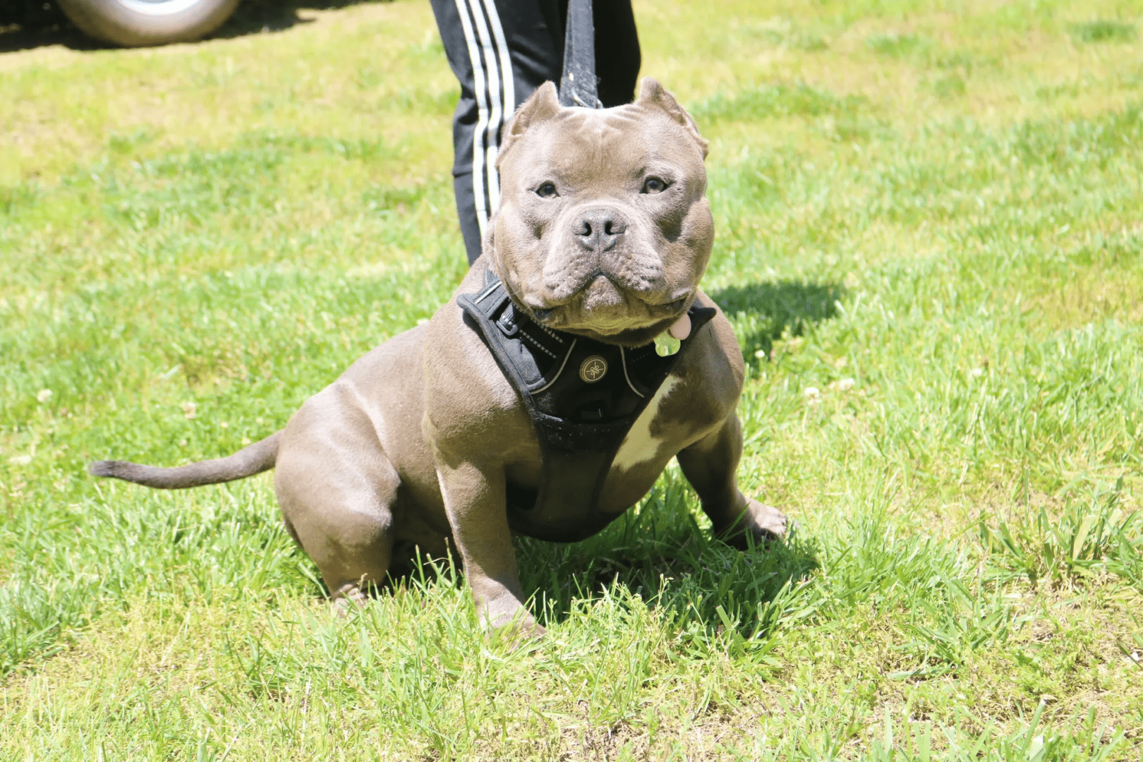 A brown pit bull dog with a black harness on a grassy field, with a person partially visible in the background.