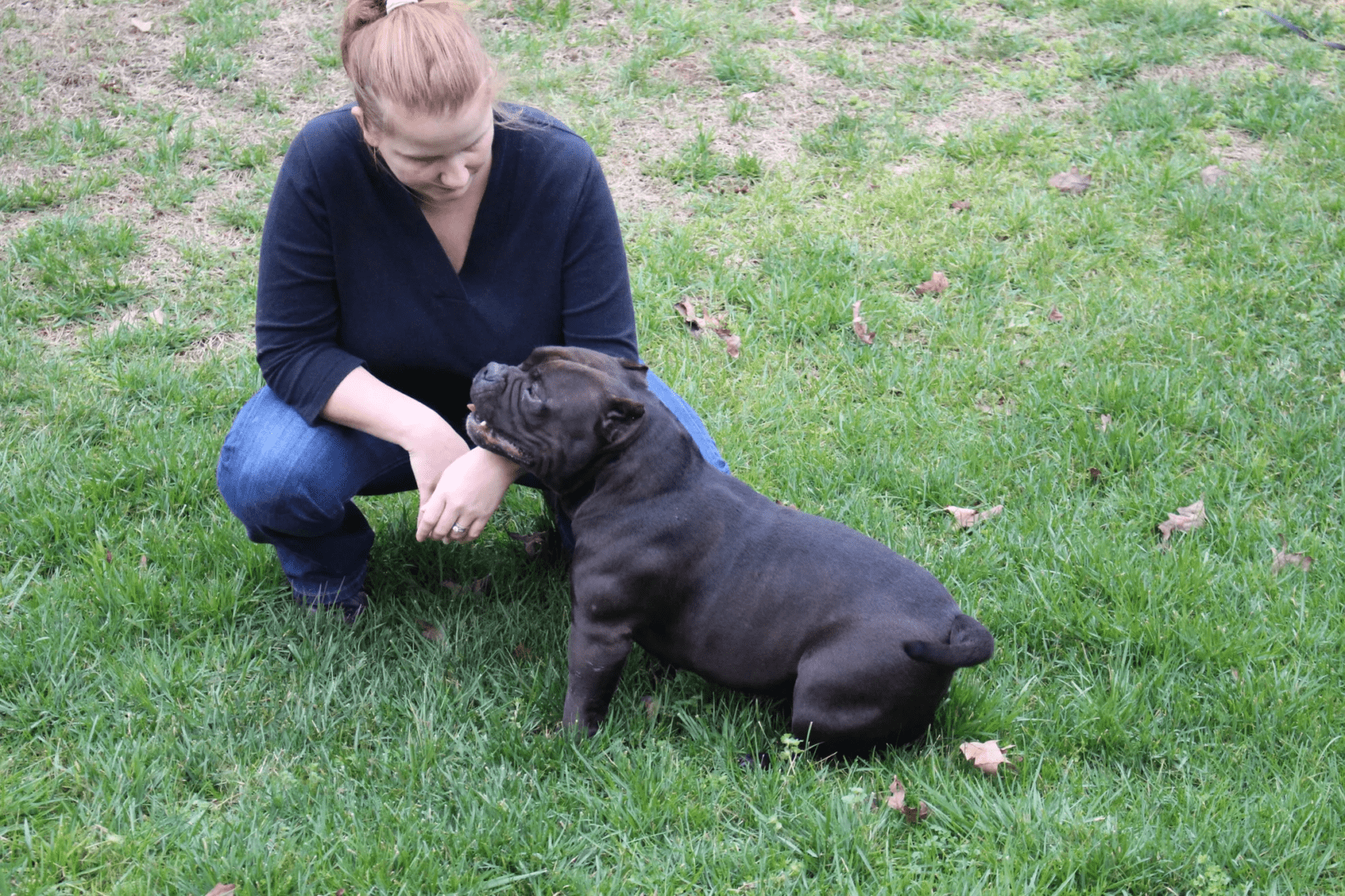 A woman kneeling on grass with a black female pocket bully from the top pocket bully and micro bully breeder southeast bully kennels.