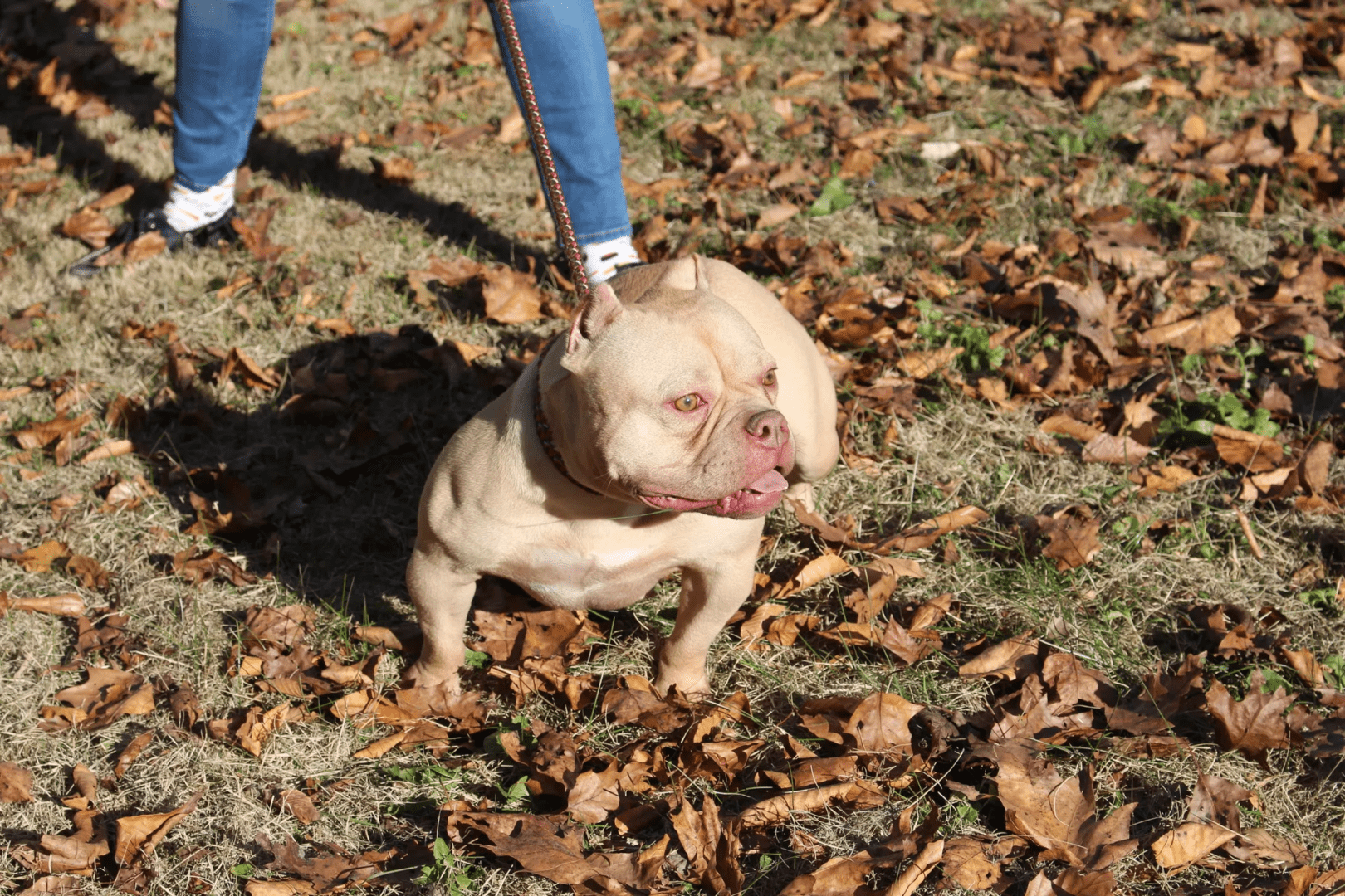 A tan pit bull terrier on a leash standing on grass and fallen leaves.