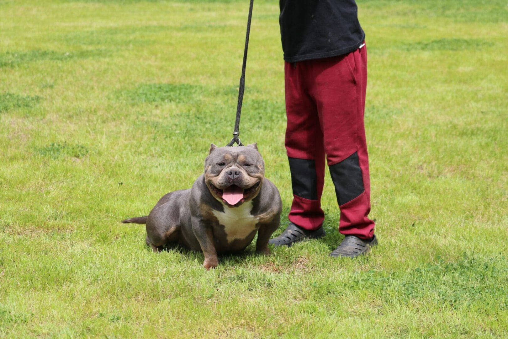 Blue tri female pocket bully on a leash in the grass