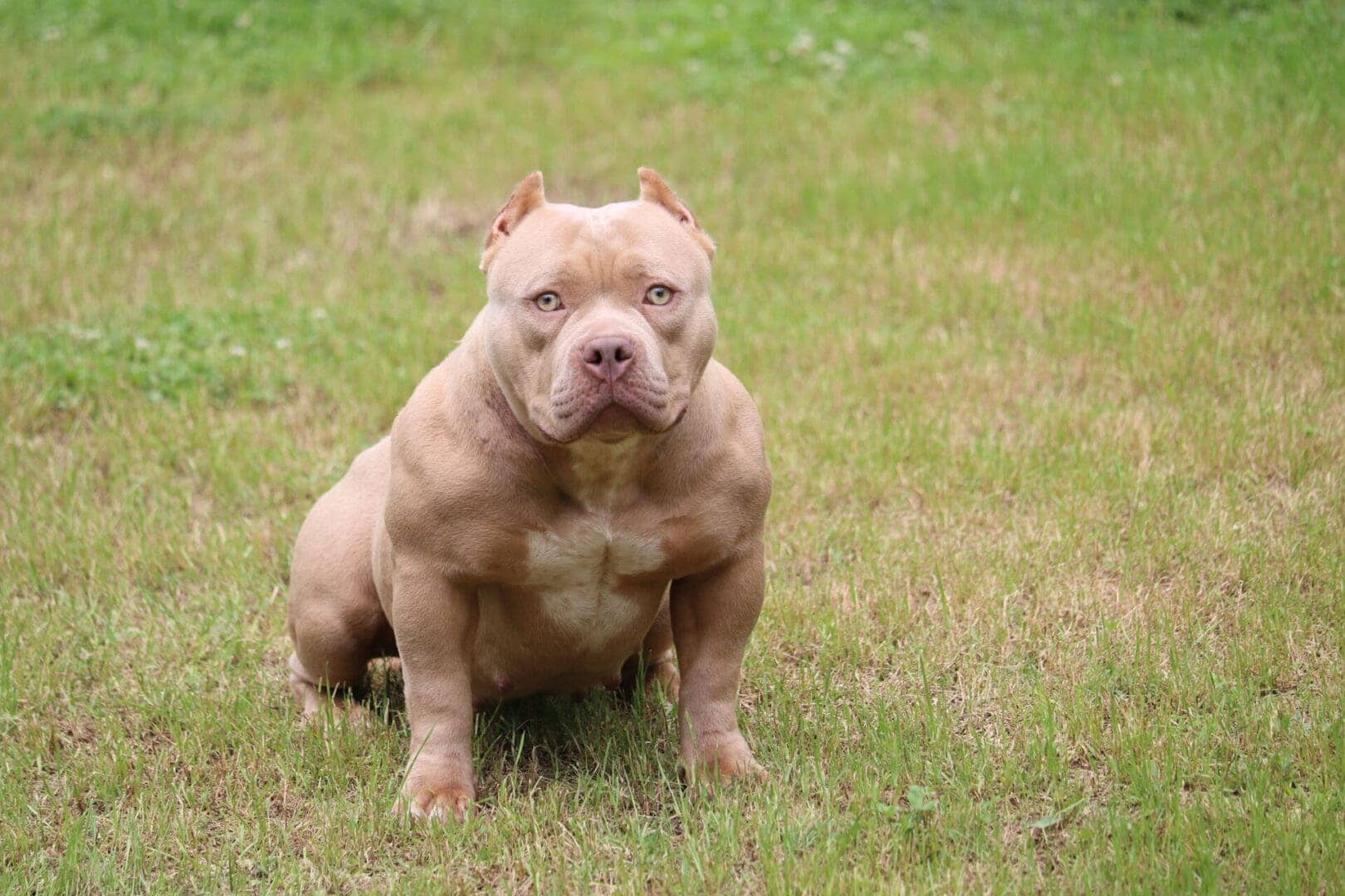 Lilac Pocket Bully female with a red nose and green eyes. produced by Southeast bully kennels, a reputable pocket bully breeder