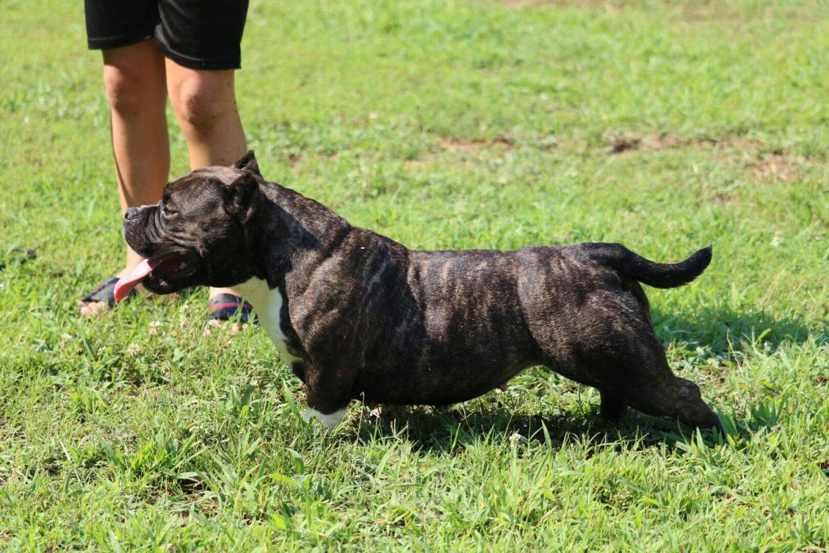 dark colored micro bully female showing off her show quality structure