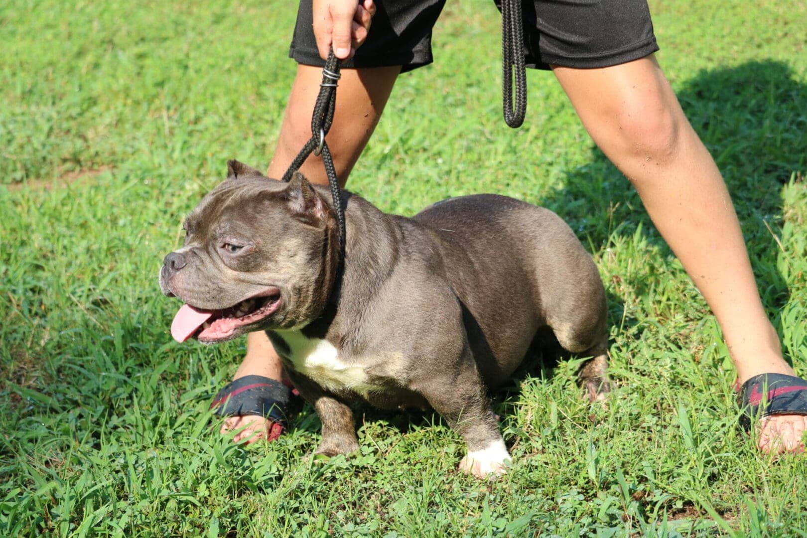 blue tri micro bully female at 9 months old at southeast bully kennels