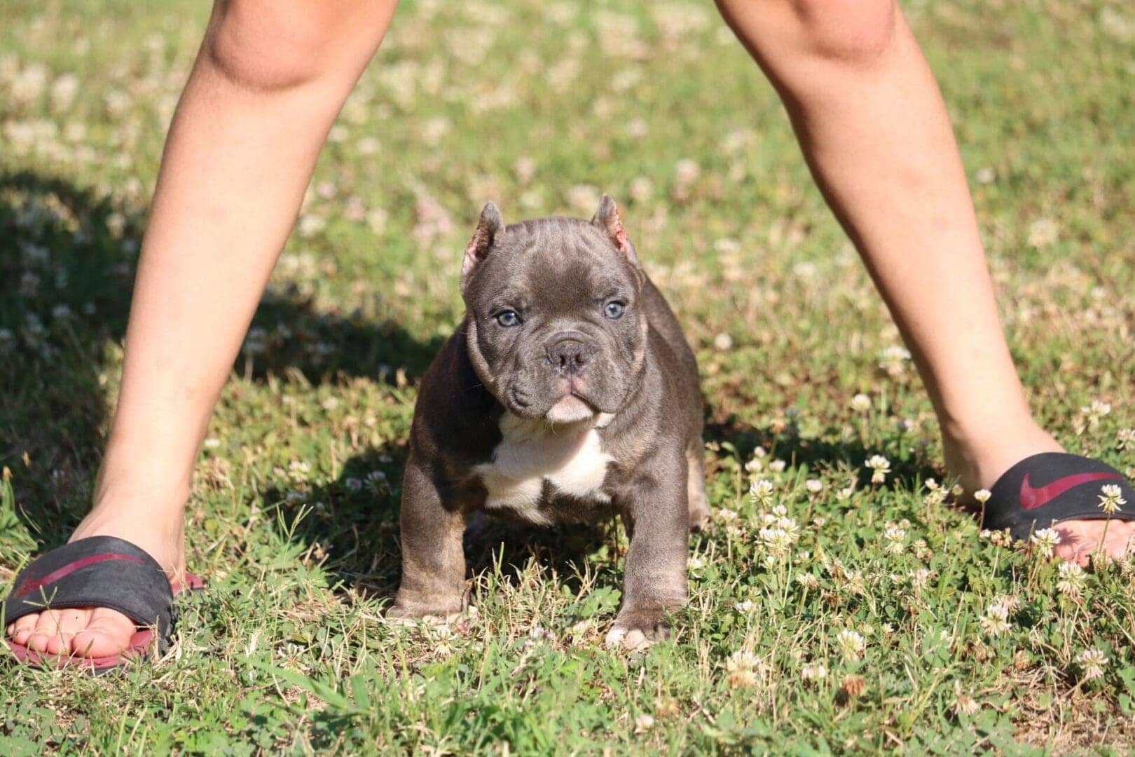 Blue Micro Bully stud at Southeast Bully Kennels